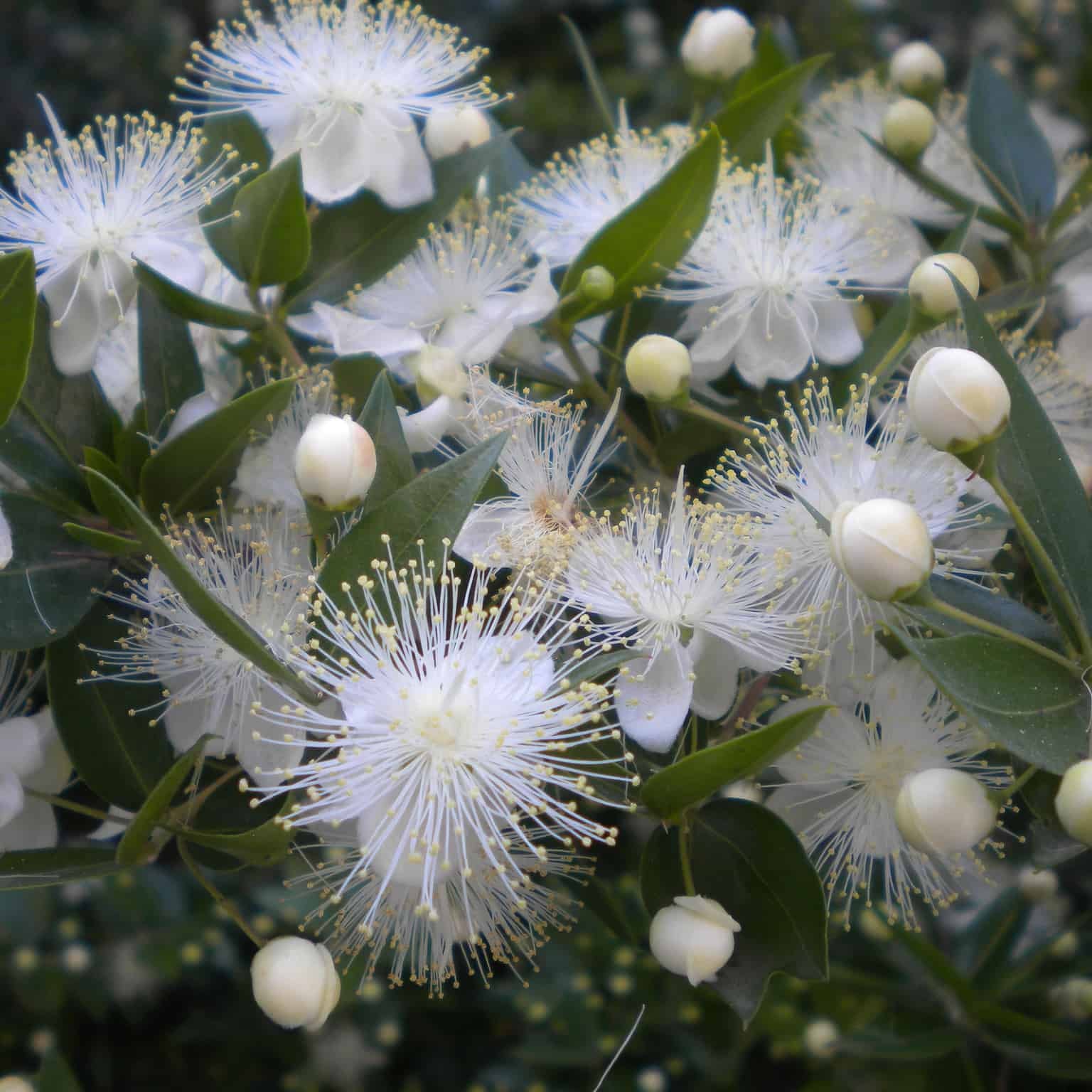 Close-up of white flowers with green leaves on a dark background